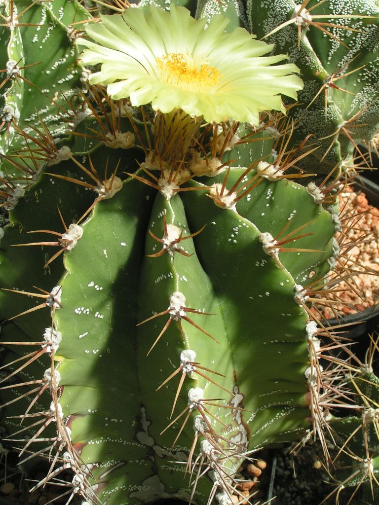 Astrophytum ornatum